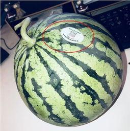 网红奶片的瓜哪里吃,揭秘哪里品尝美味奶片瓜 第2张 网红奶片的瓜哪里吃,揭秘哪里品尝美味奶片瓜 第2张