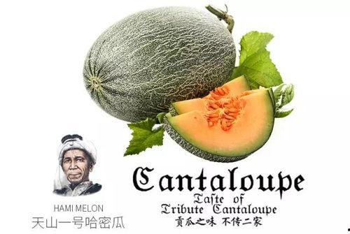吃网红瓜网站推荐免费,跟随吃瓜网站，探索免费娱乐资讯的奥秘