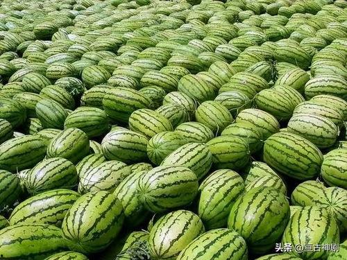 青岛吃瓜网红强,吃瓜界的“瓜王”崛起记  第3张