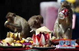 热点爆料小猴子视频,揭秘网络热点背后的故事  第3张