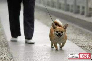 娱乐吃瓜养狗视频,娱乐吃瓜两不误,萌宠视频圈粉无数 第2张 娱乐吃瓜养狗视频,娱乐吃瓜两不误,萌宠视频圈粉无数 第2张