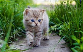 网红猫吃贝贝瓜视频大全