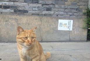 网红猫吃贝贝瓜视频大全 第2张 网红猫吃贝贝瓜视频大全 第2张