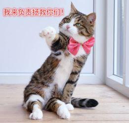 网红猫吃贝贝瓜视频大全 第3张 网红猫吃贝贝瓜视频大全 第3张
