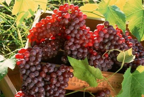 网红吃瓜葡萄视频,趣味视频引网友热议 第2张 网红吃瓜葡萄视频,趣味视频引网友热议 第2张