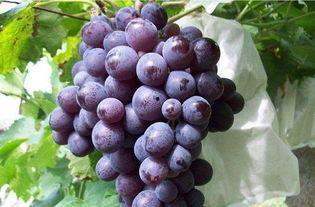 网红吃瓜葡萄视频,趣味视频引网友热议 第3张 网红吃瓜葡萄视频,趣味视频引网友热议 第3张