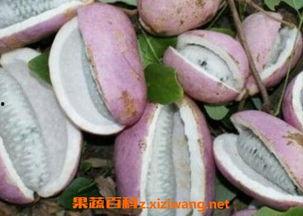 桑植免费吃八月瓜,免费畅享八月瓜美味时光