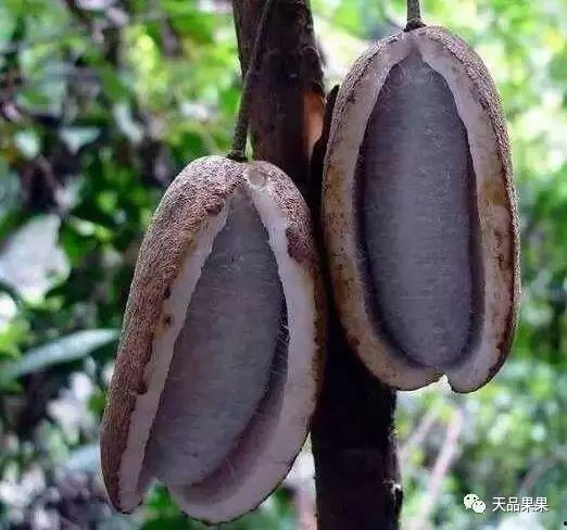 桑植免费吃八月瓜,免费畅享八月瓜美味时光 第2张 桑植免费吃八月瓜,免费畅享八月瓜美味时光 第2张