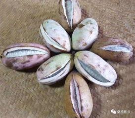 桑植免费吃八月瓜,免费畅享八月瓜美味时光 第3张 桑植免费吃八月瓜,免费畅享八月瓜美味时光 第3张