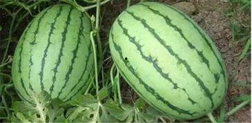 沭阳大白网红吃瓜,趣味横生引网友热议  第2张