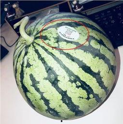 高清网红吃瓜视频,高清视频揭秘娱乐圈幕后真相