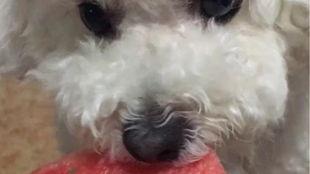 娱乐吃瓜酱狗狗打猫咪,娱乐吃瓜酱现场直播  第2张