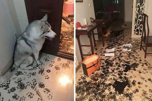 娱乐吃瓜酱狗狗打猫咪,娱乐吃瓜酱现场直播  第3张