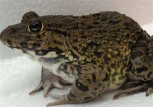 爆料田鸡饲养视频播放网站,网络平台上的生态养殖奇观