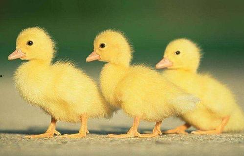 爆料田鸡饲养视频播放网站,网络平台上的生态养殖奇观  第2张