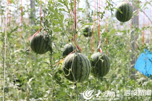 砀山最新吃瓜爆料视频播放,视频播放引发热议，揭秘幕后真相  第3张