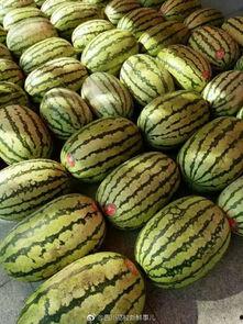 成都网红升学吃瓜,网红吃瓜群众热议升学那些事儿